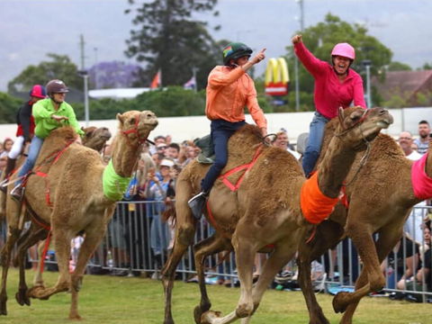 Camel Races At Penrith Paceway - Accommodation in Bendigo 0