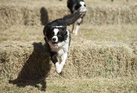 Great Nundle Dog Race - Accommodation in Bendigo 0