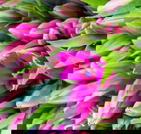 Harvest Launceston Community Farmers' Market - Accommodation in Bendigo