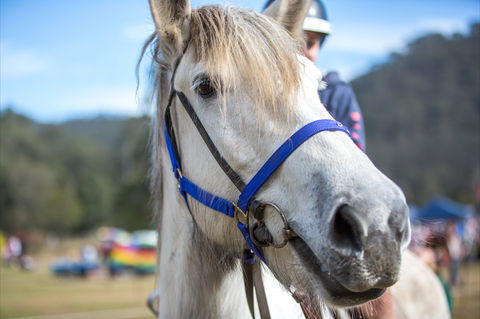 Horses Birthday Festival - Accommodation in Bendigo 1