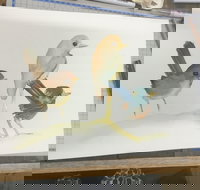 Ink  Watercolour Wash Illustration Workshop - Accommodation in Bendigo