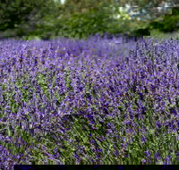 Lavender Herb and Chilli Festival - Accommodation in Bendigo