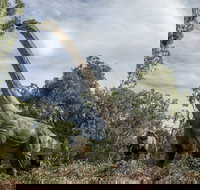 Lost Sanctuary at Healesville Sanctuary - Accommodation in Bendigo