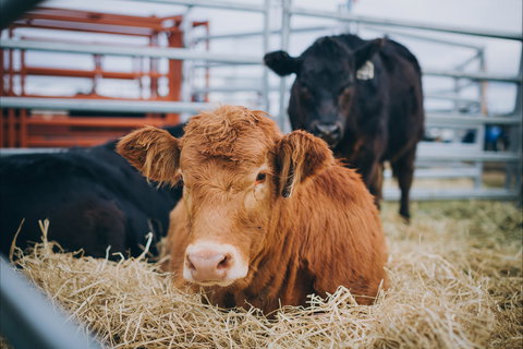 Mudgee Small Farm Field Days - Accommodation in Bendigo 2