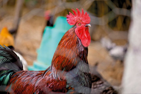 Nimbin Show - Accommodation in Bendigo 0