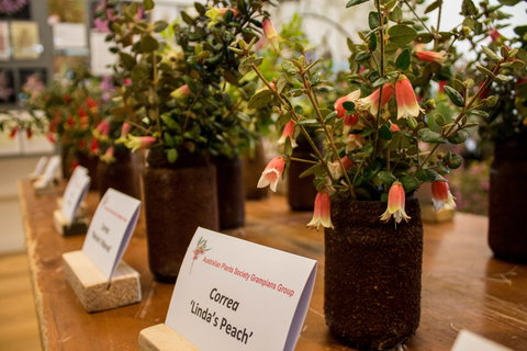 Pomonal Native Flower Show - Accommodation in Bendigo 1