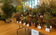 Pomonal Native Flower Show - thumb 2