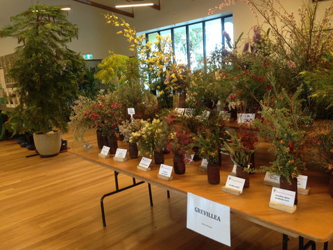 Pomonal Native Flower Show - Accommodation in Bendigo 2