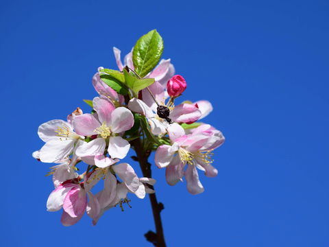 Spring Time At Hunter Valley Gardens - Accommodation in Bendigo 0
