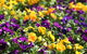 Spring Time At Hunter Valley Gardens - thumb 2