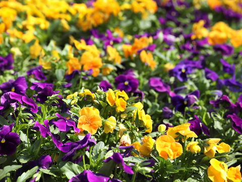 Spring Time At Hunter Valley Gardens - Accommodation in Bendigo 2