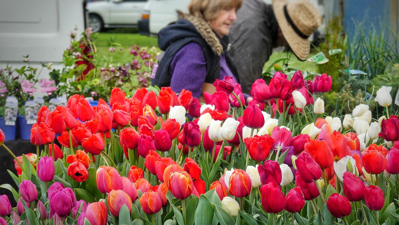 Mount Pleasant SA Accommodation in Bendigo