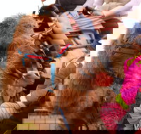 Willunga Almond Blossom Festival - Accommodation in Bendigo