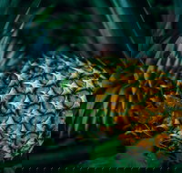 Yeppoon Community Market - Accommodation in Bendigo