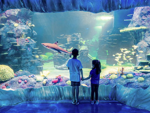 Sydney's Aquarium - Accommodation in Bendigo 1