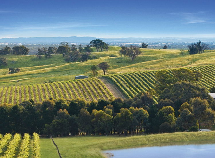 Bendigo Wine Region