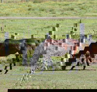 Airport Motel Sir Francis Drake - Accommodation in Bendigo