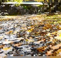 Cradle Forest Inn - Accommodation in Bendigo