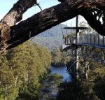 Tahune Air Walk Lodge - Accommodation in Bendigo