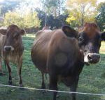 Drumreagh Bed  Breakfast Cabins - Accommodation in Bendigo