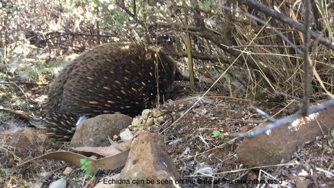 Penguin Seaside Homestay - Accommodation in Bendigo 1