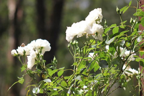 Avoca Park - Accommodation in Bendigo 5