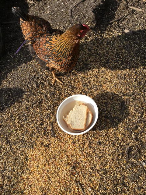 Nextdooratportarthur - Accommodation in Bendigo 4