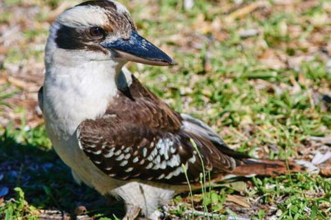 Kookaburras At Smiths - Accommodation in Bendigo 5