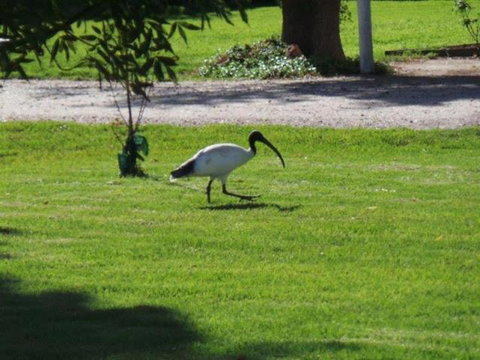 Kerang Cabins - Accommodation in Bendigo 1
