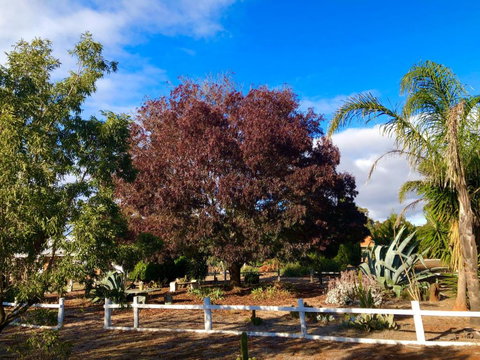 Melbourne Garden Bed & Breakfast - Accommodation in Bendigo 5