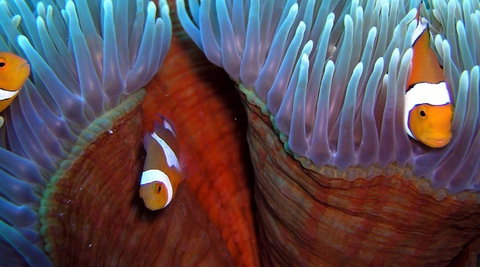 Reef Encounter - Accommodation in Bendigo 5