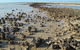 Hamelin Pool Caravan Park - thumb 3