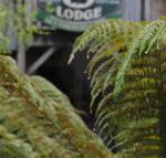 The Wombat Cottage - Accommodation in Bendigo