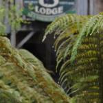 The Wombat Cottage - Accommodation in Bendigo 0