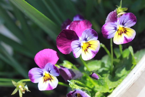 Donnelly House - Accommodation in Bendigo 2