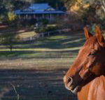 Historic Oak Hill House Estate Truffle Gourmet Festival Region - Accommodation in Bendigo