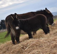 Malakai Farm Stay - Accommodation in Bendigo