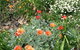 Adelaide Hills B & B Accommodation - thumb 2