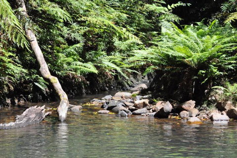 The Jungle Stays - Accommodation in Bendigo 2