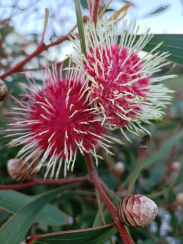 Beaumaris Beach Guest House - Accommodation in Bendigo 3