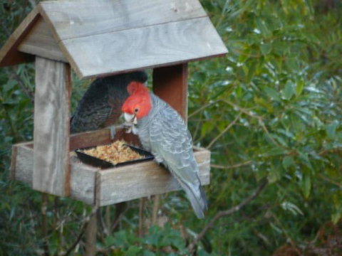 Canyon Cottage - Accommodation in Bendigo 4