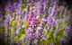 Brayfield Cottage - thumb 6