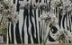 Zebras Guest House - thumb 0