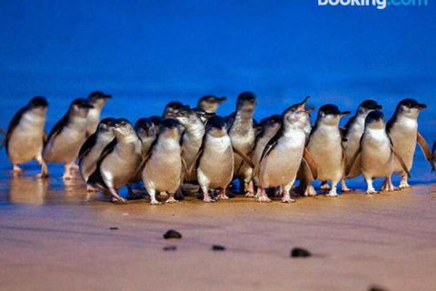 Lantana - Accommodation in Bendigo 0