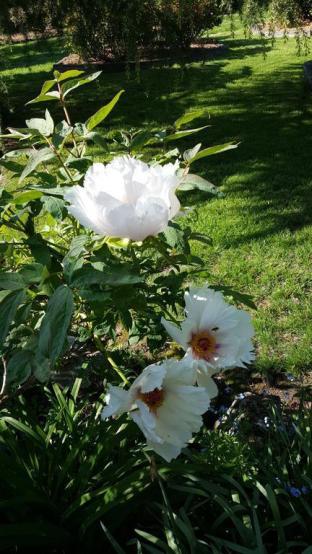 Wisteria Lodge - Accommodation in Bendigo 3