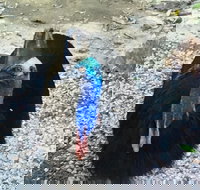 Licuala Lodge - Accommodation in Bendigo