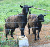 Alstonville Country Cottages - Accommodation in Bendigo