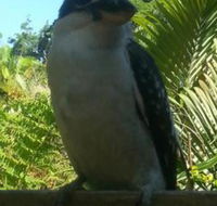 Tropic Oasis Holiday Villas - Accommodation in Bendigo