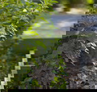 Grampians Eco YHA - Hostel - Accommodation in Bendigo