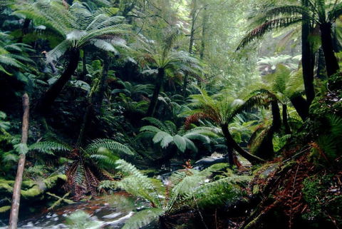 Corinna Wilderness Experience - Accommodation in Bendigo 2